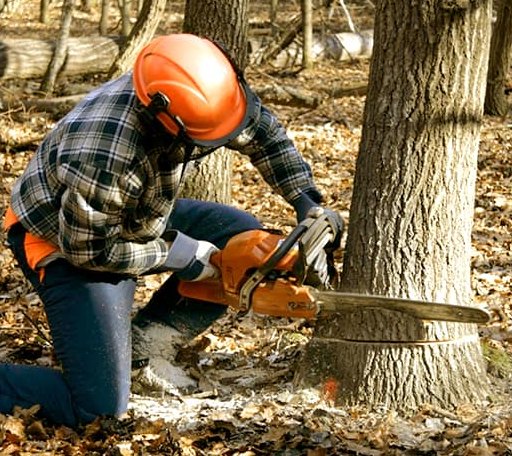 Tree Removal in Lagrange, WY